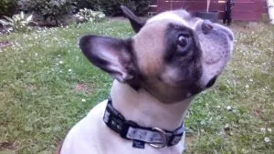 Frenchie Molly with her paw dog collar in creme white