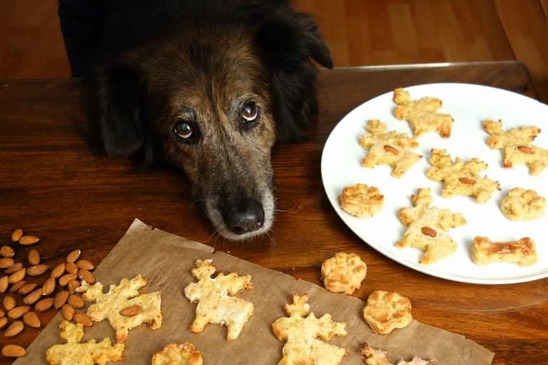 WeihnachtsPlätzchen für Hunde Rezept zum selber machen DipthDesign