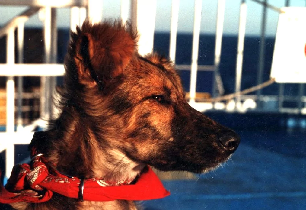 Filos Steckbrief – ein Straßenhund aus Griechenland
