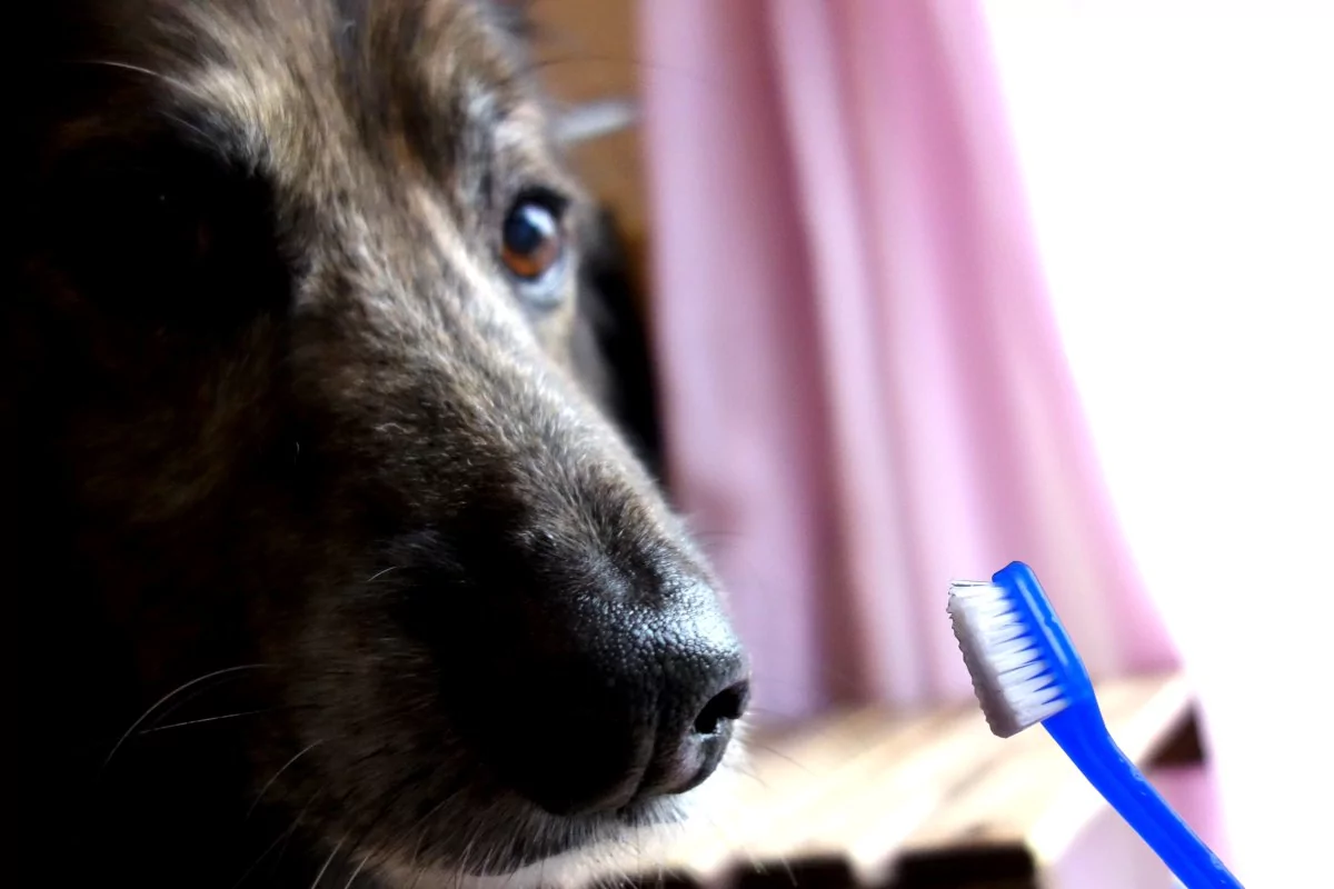 Dem Hund die Zähne putzen