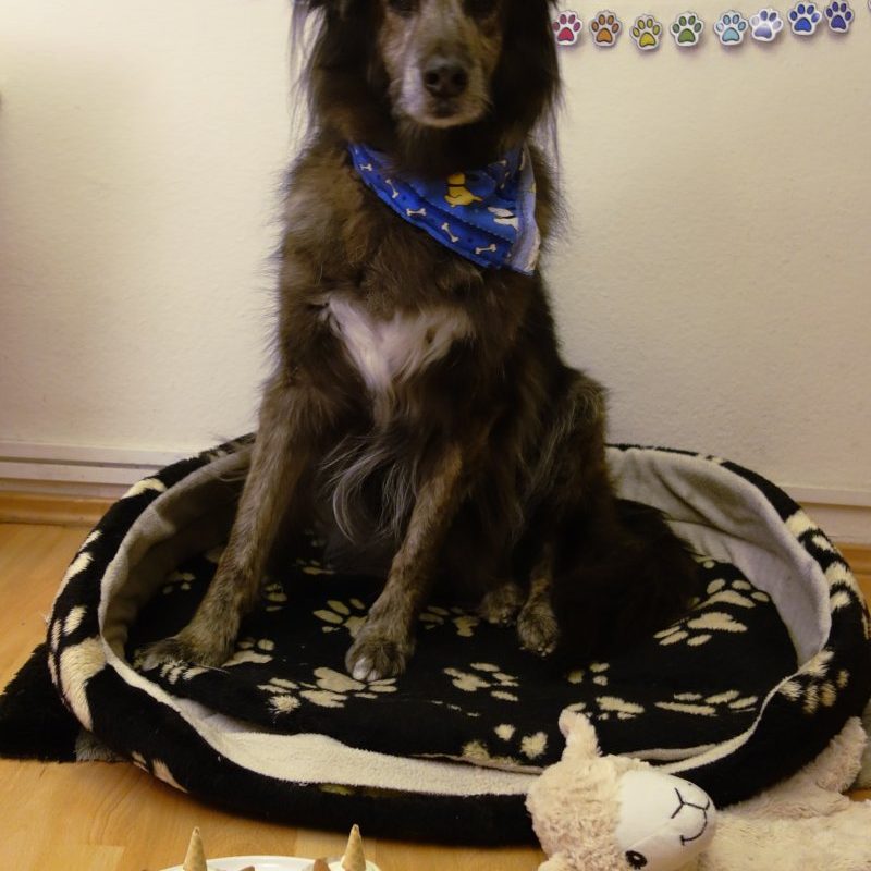 DipthDesign Hundehalsband Shop Hunde-Geburtstagsparty Filos wird 14