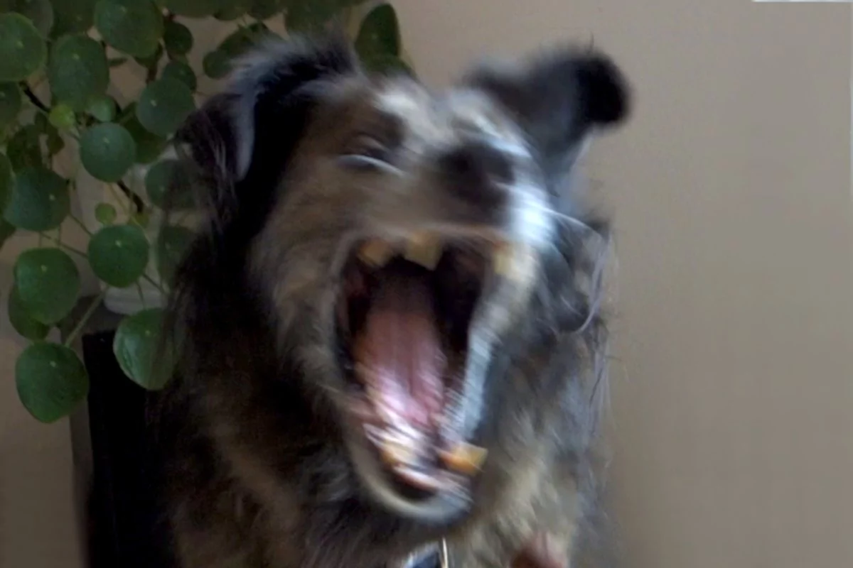 DipthDesign Hundehalsband Shop Trickdog Leckerli fangen