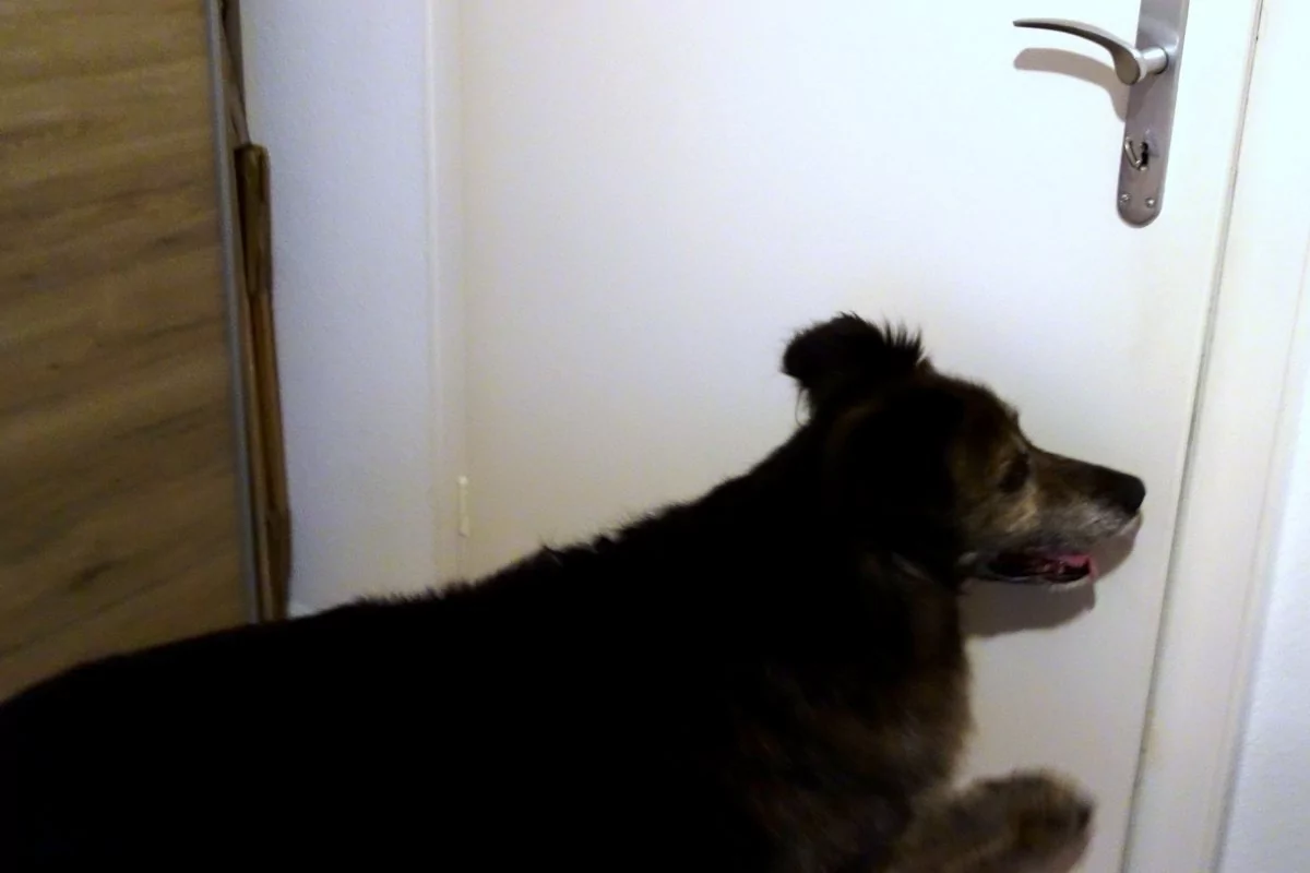 DipthDesign Hundehalsband Shop - Trick: Mach die Tür zu