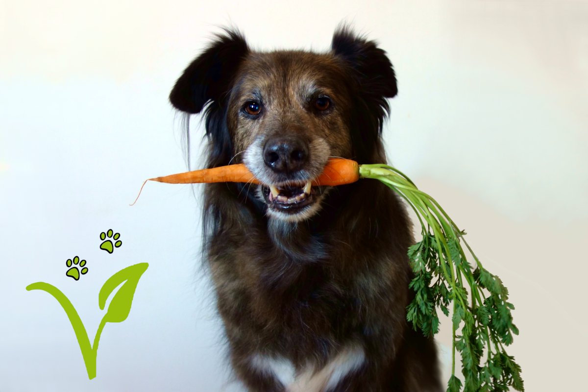 DipthDesign Hundehlasband Shop - Veganes Hundefutter