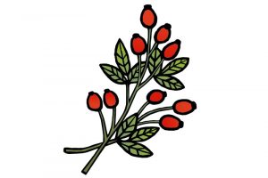 DipthDesign Dog Collar Shop - Which herbs are good for dogs - rosehips