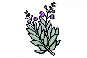 DipthDesign Dog Collar Shop - Which herbs are good for dogs - sage