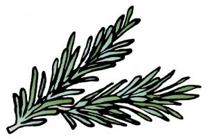 DipthDesign Dog Collar Shop - Which herbs are good for dogs - rosemary