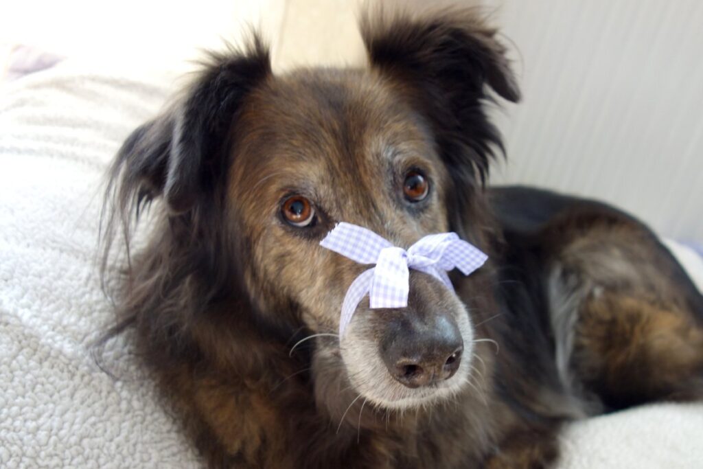 DipthDesign Hundehalsband Shop - Wie kann ich dem Hund das Bellen abgewöhnen?