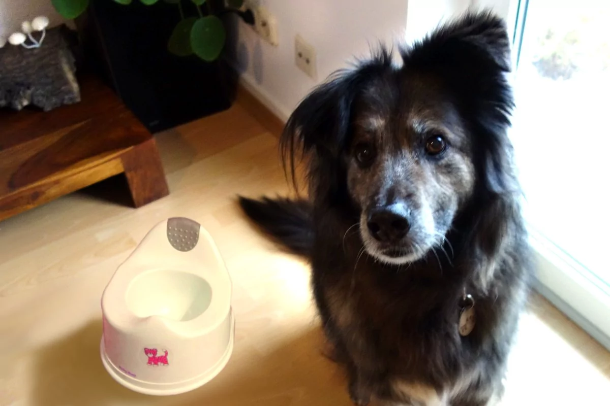 DipthDesign Hundehalsband Shop - Wie wird mein Hund stubenrein?