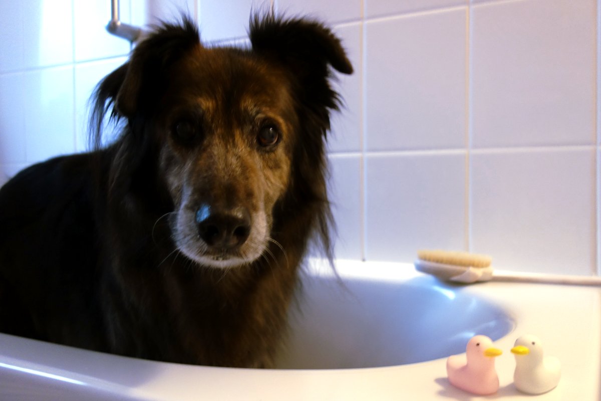 DipthDesign Hundehalsband Shop den Hund waschen - so klappts den Hund baden