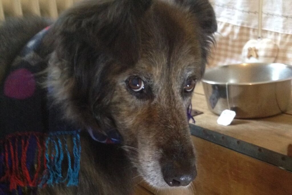 Dürfen Hunde Tee trinken? - Welche Teesorten