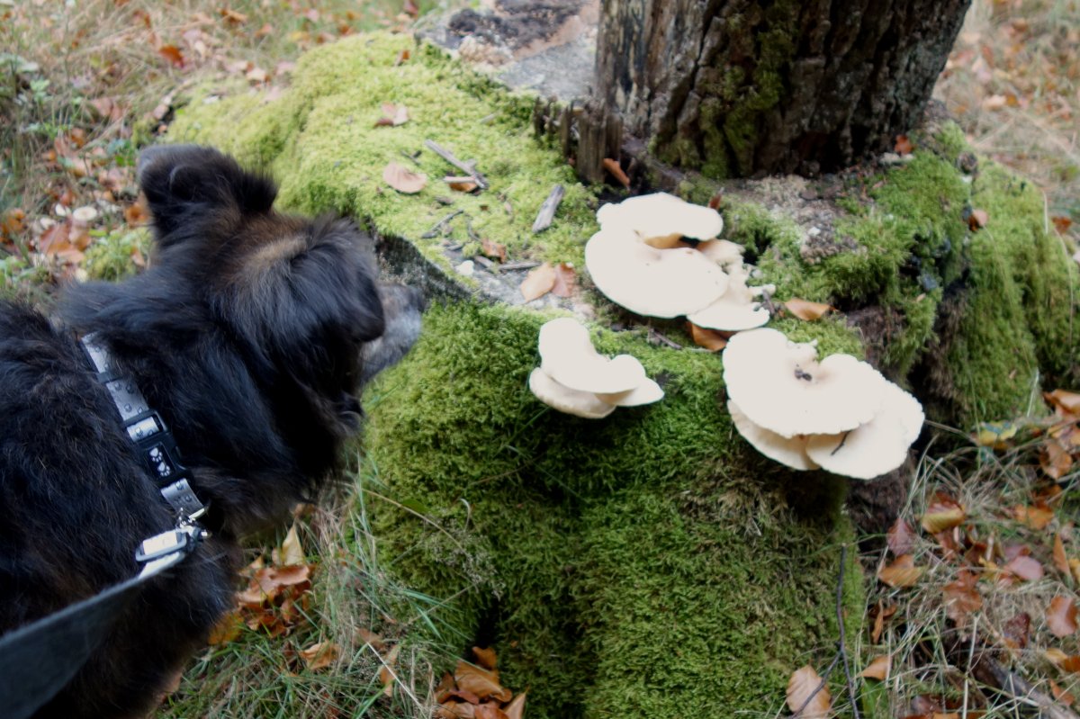 Welche Pilze dürfen Hunde fressen? DipthDesign Hundehalsband Shop