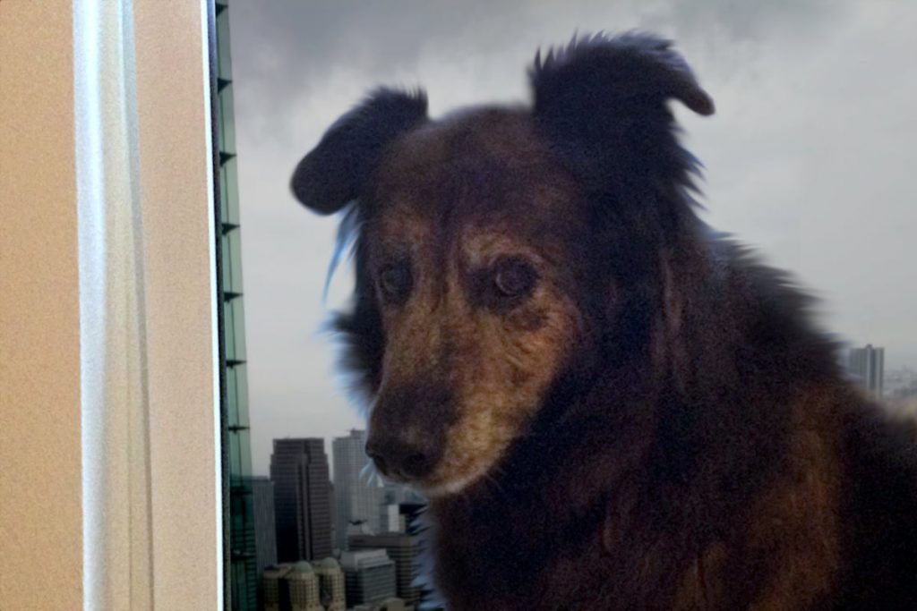 Hund hat Angst vor Gewitter