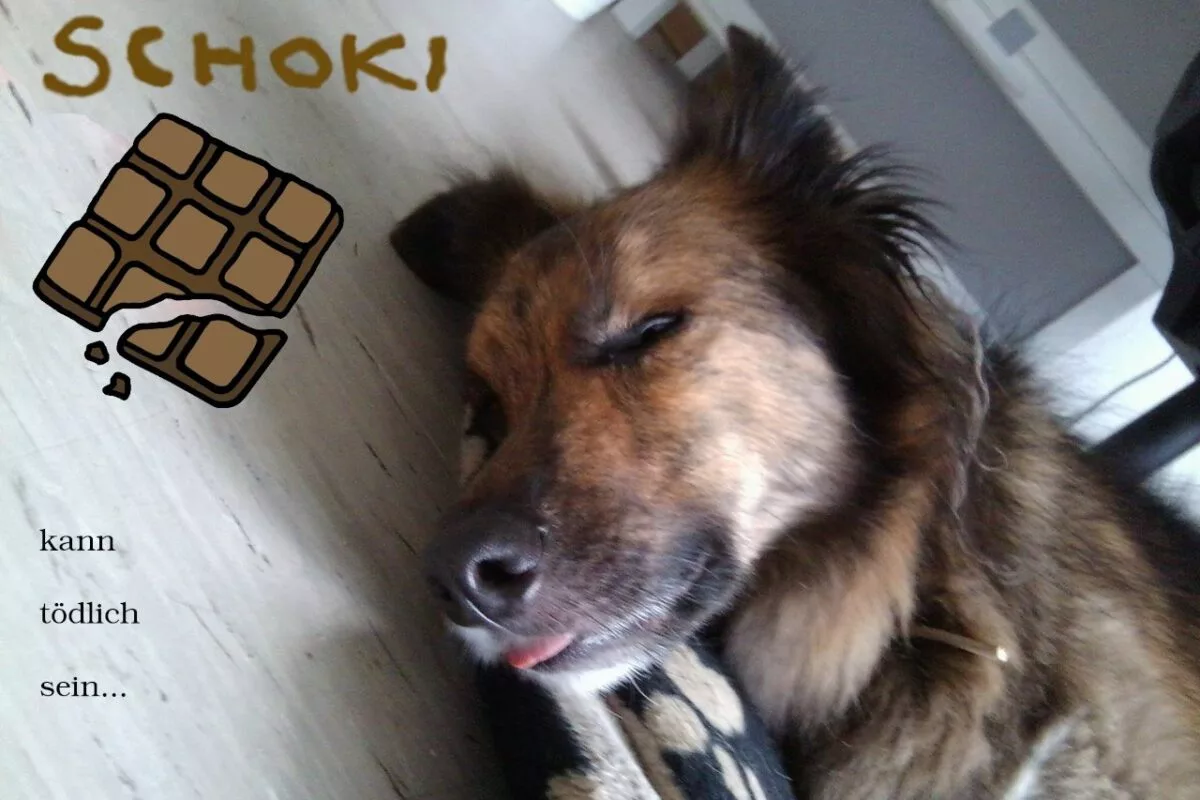 Dürfen Hunde Schokolade fressen- DipthDesign